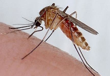 mosquito banner