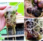 Aquaponics