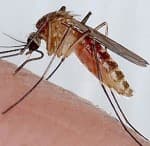 Insect Control