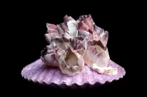 Charles Darwin's other passion: rediscovering the origins of barnacle research