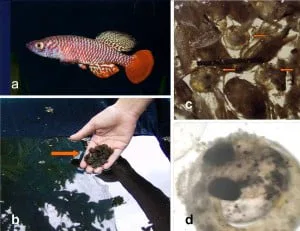 Rip Van Winkle, Hibernating Fish and Malaria Control