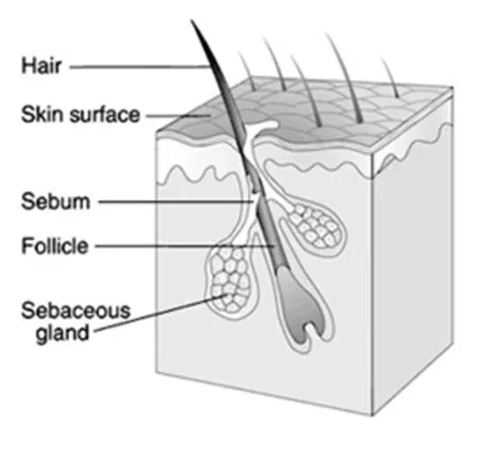 The biology of being oily. Something old and something new