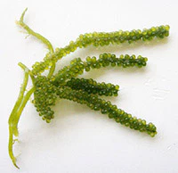 Searching for seagrape seaweed in Indian waters: a nun-scientist’s tale of passion and perseverance