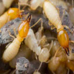Asian Subterranean Termites