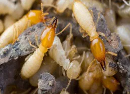 Asian Subterranean Termites