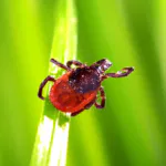 tick repellent