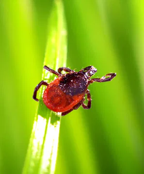 tick repellent