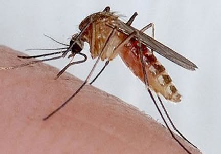 mosquito banner