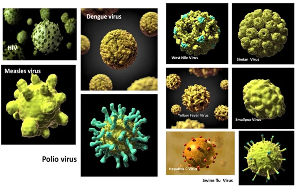 coronavirus